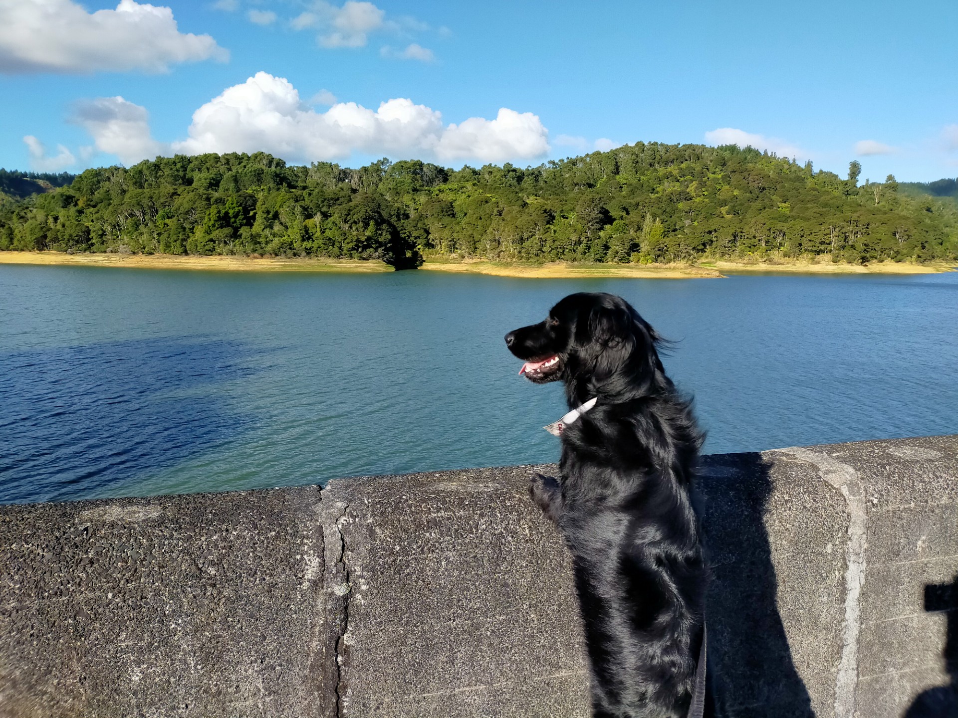 exciting dog beau sightseeing