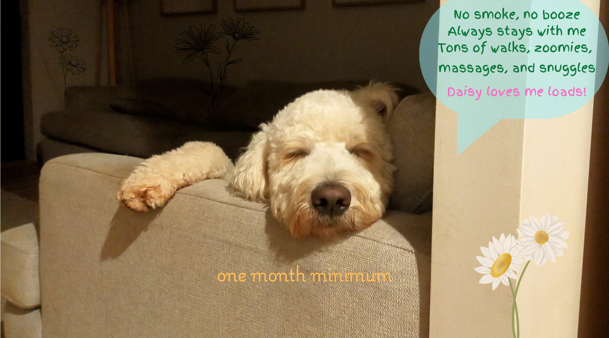 Smiling dog relaxing on a couch