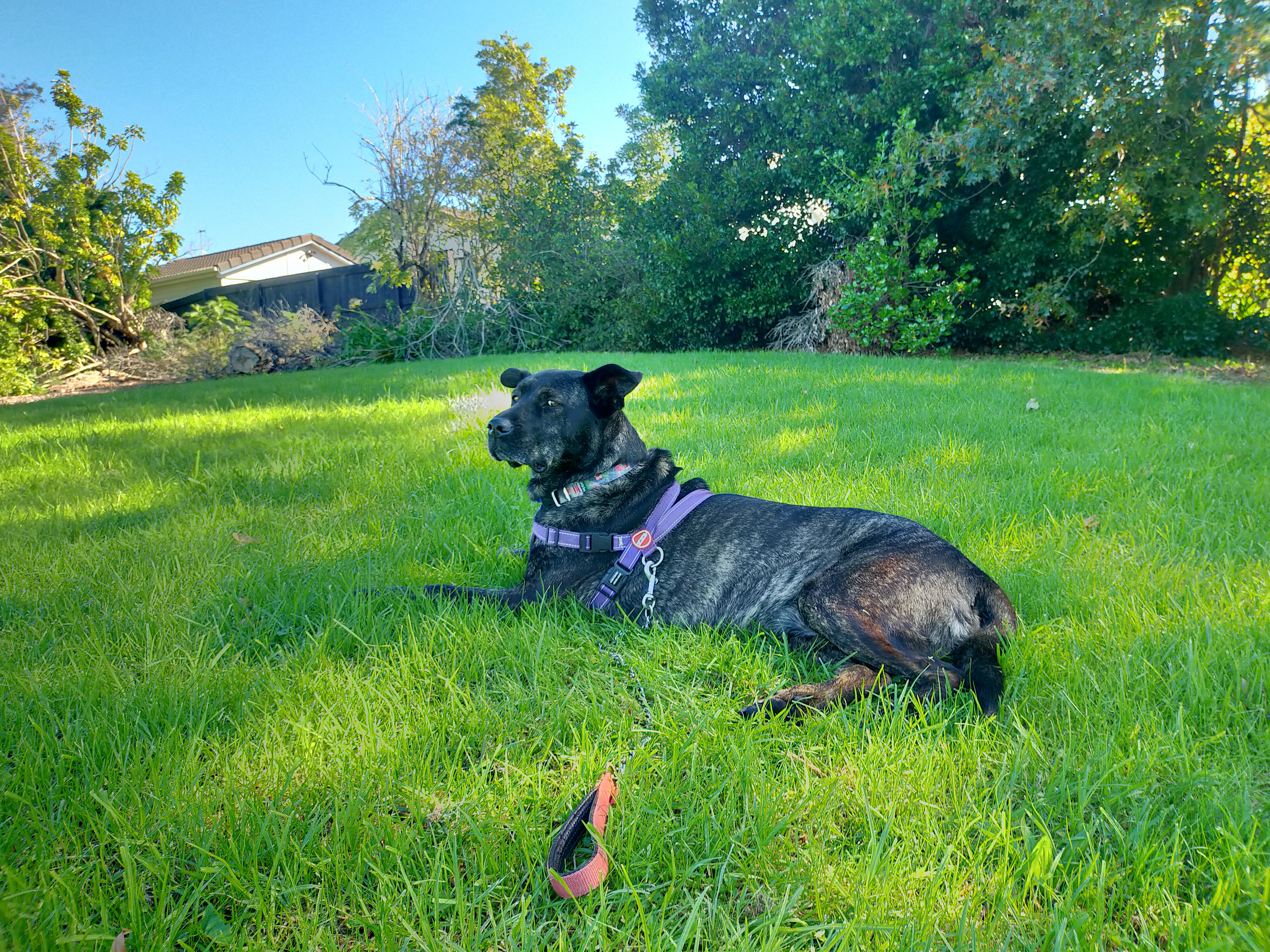 a dog relaxing on grass