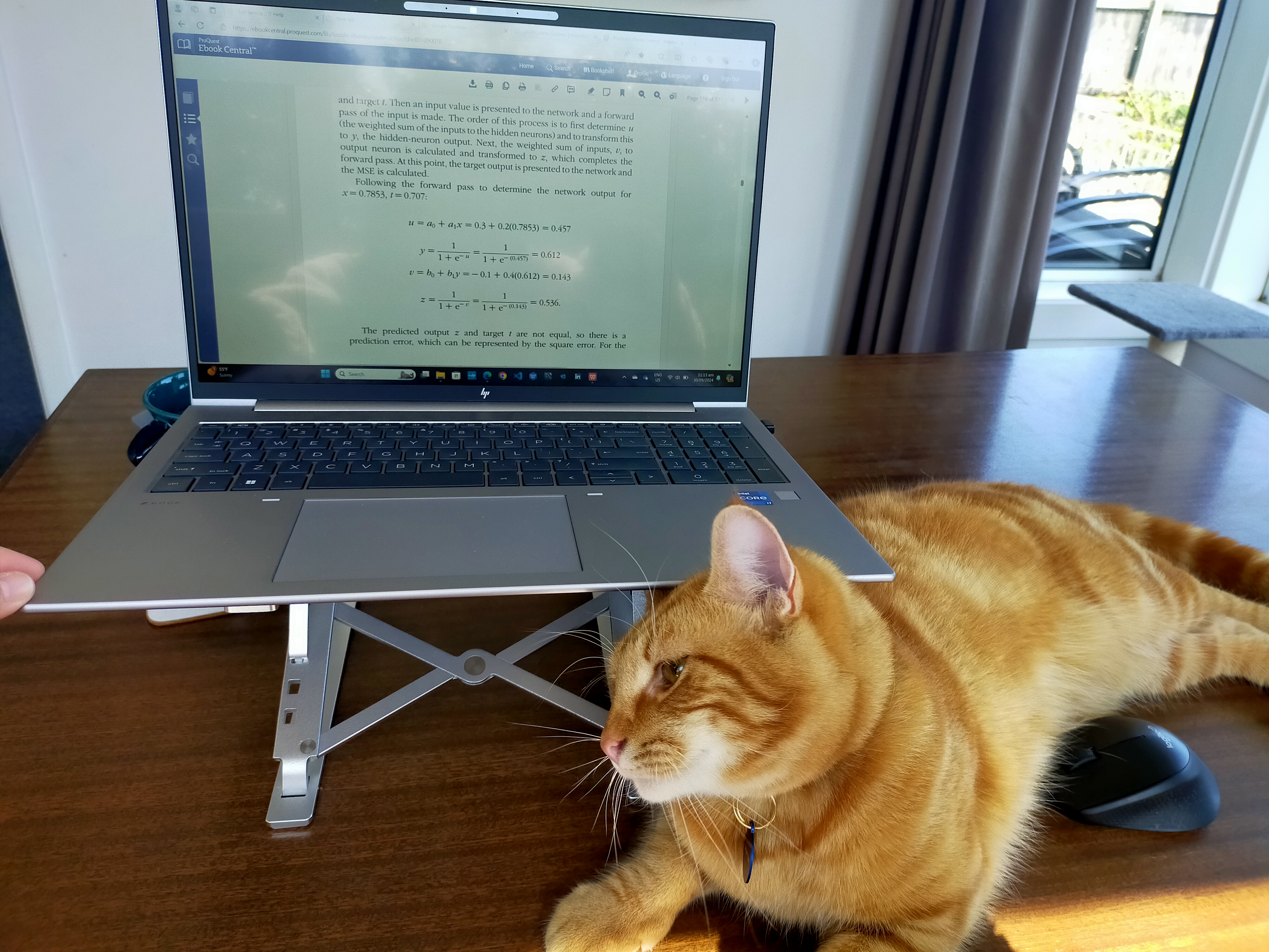 a ginger cat playing around my laptop