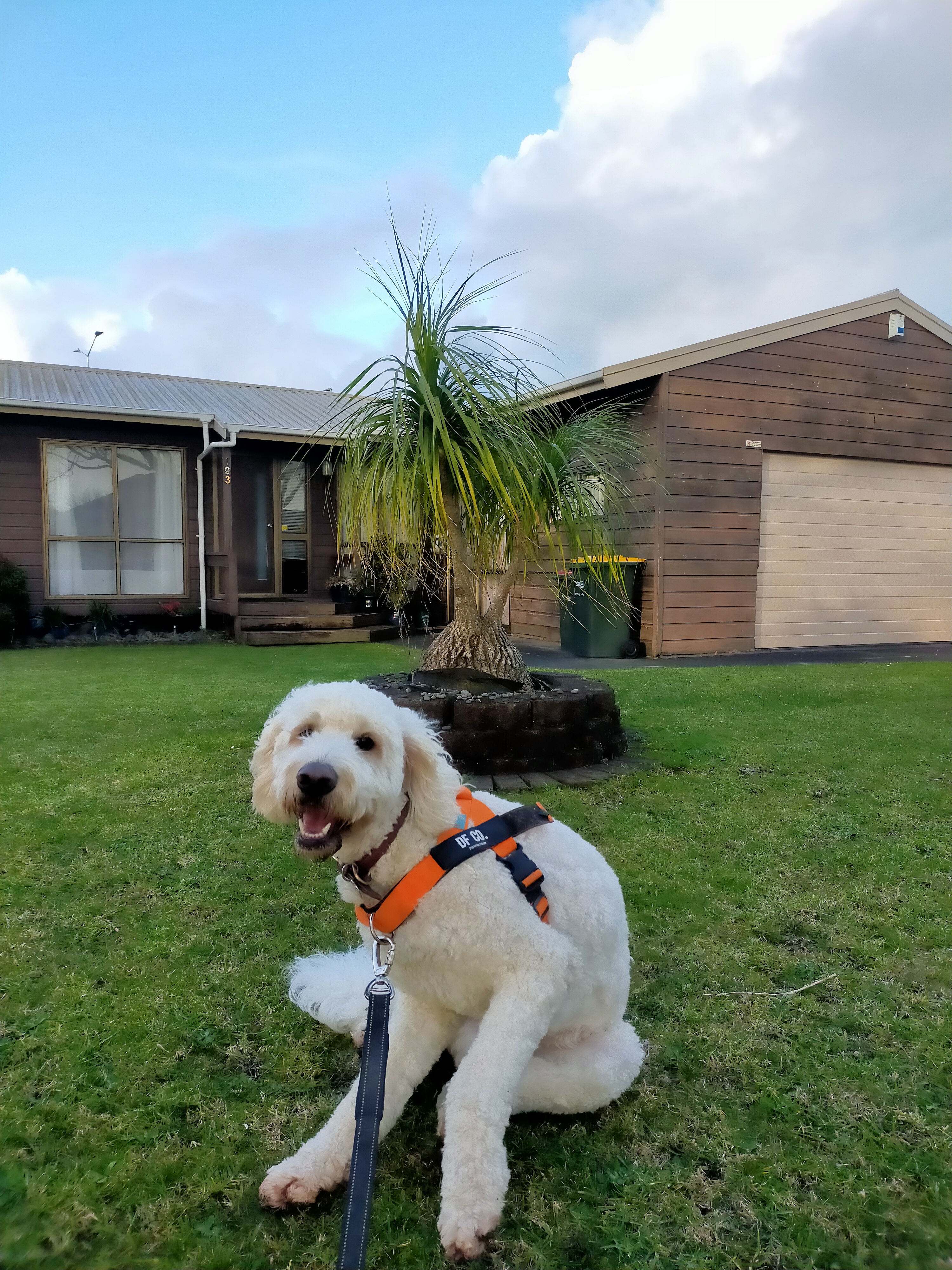 a white dog relaxing in front of a house